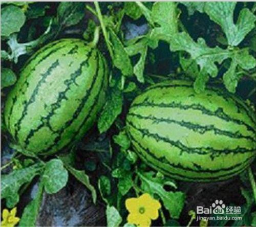 大瓜可吃,揭秘娱乐圈的甜蜜与苦涩 第3张 大瓜可吃,揭秘娱乐圈的甜蜜与苦涩 第3张